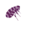 Flea