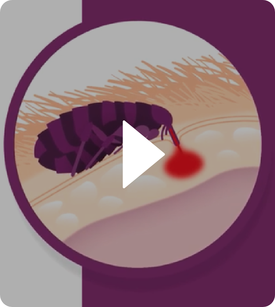 Watch the Vectra 3D for Dogs Flea Video