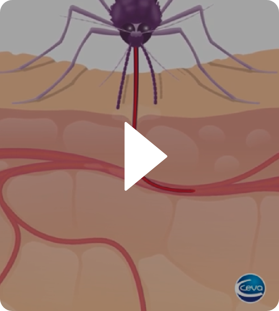 Watch the Vectra 3D for Dogs Mosquito Video