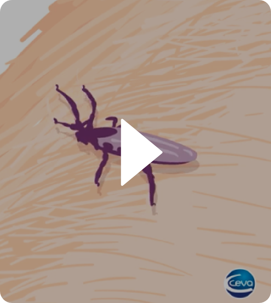 Watch the Vectra 3D for Dogs Tick Video